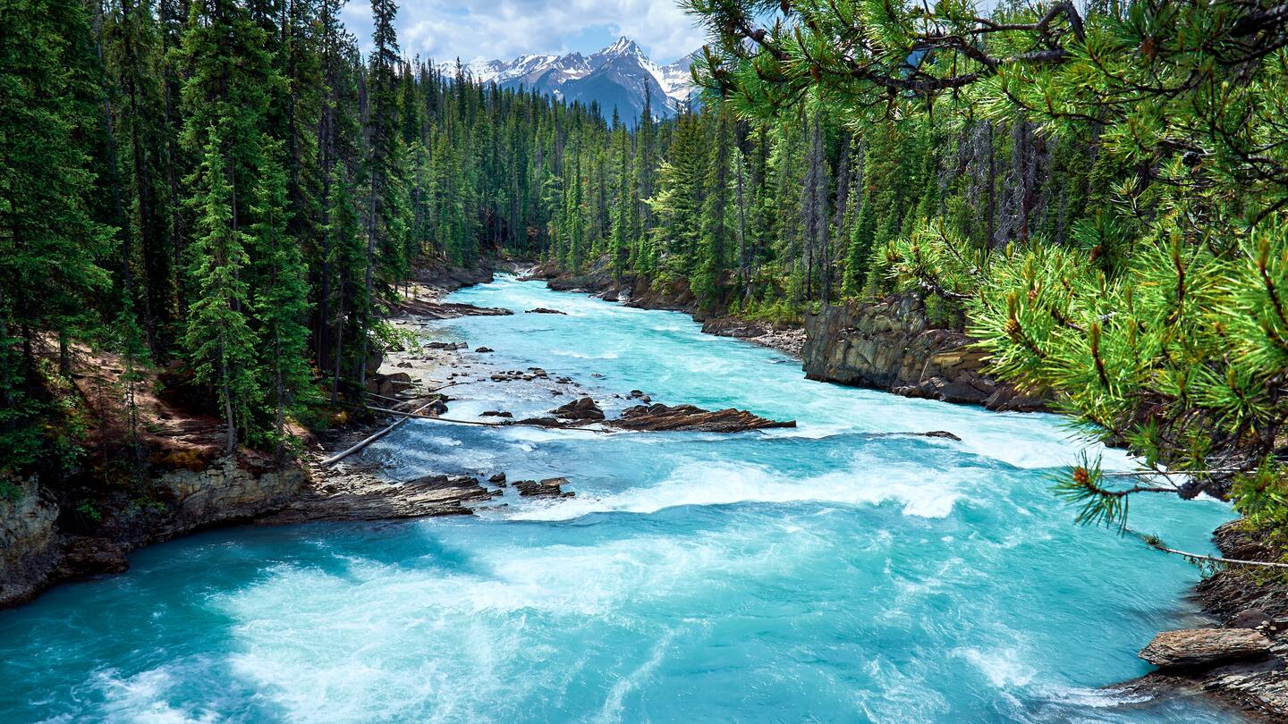 Mountain Kicking Horse river in evergreen forest, Yoho National Park, British Columbia, Canada
